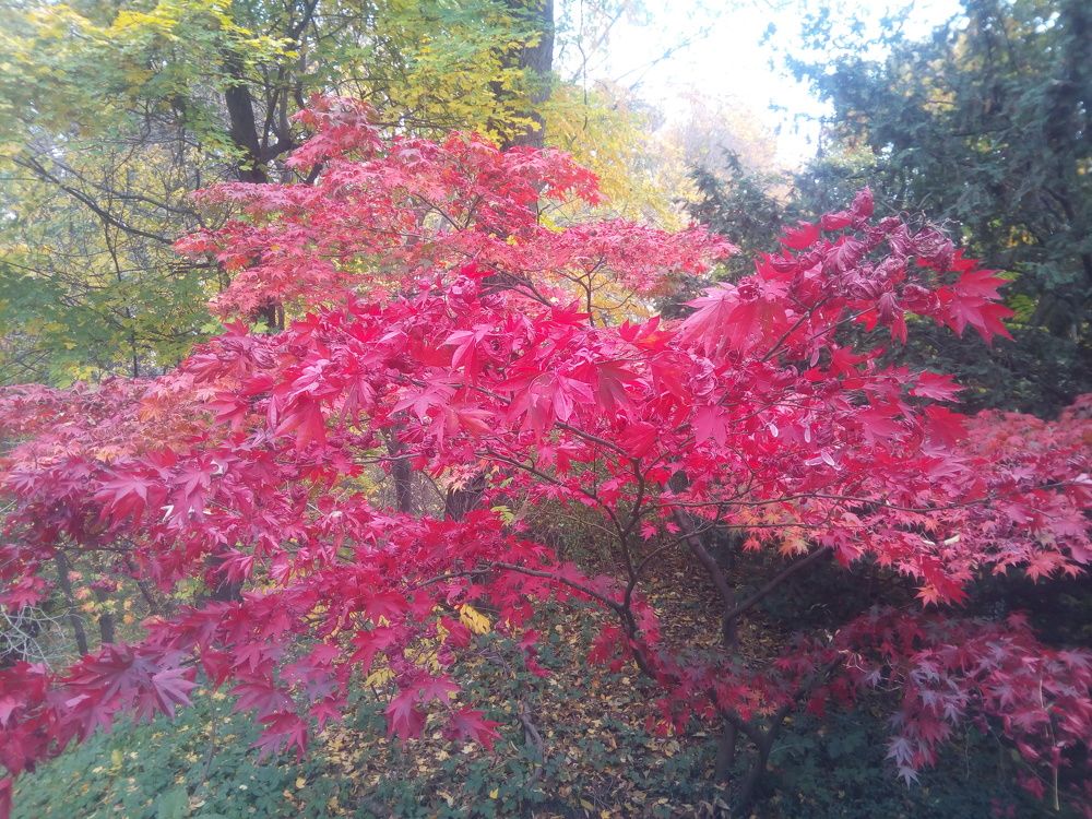Осенние краски листьев клена.