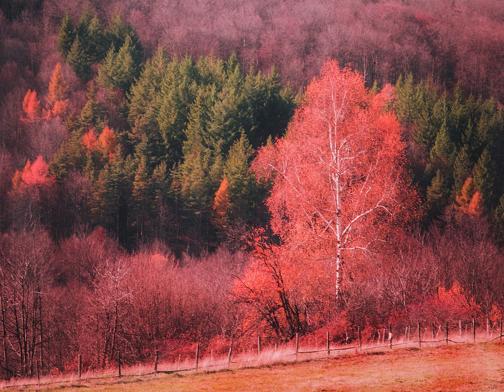 Photograph by Dragan Trosic