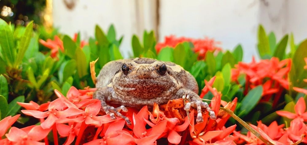 KALOULA PULCHARA GRAY