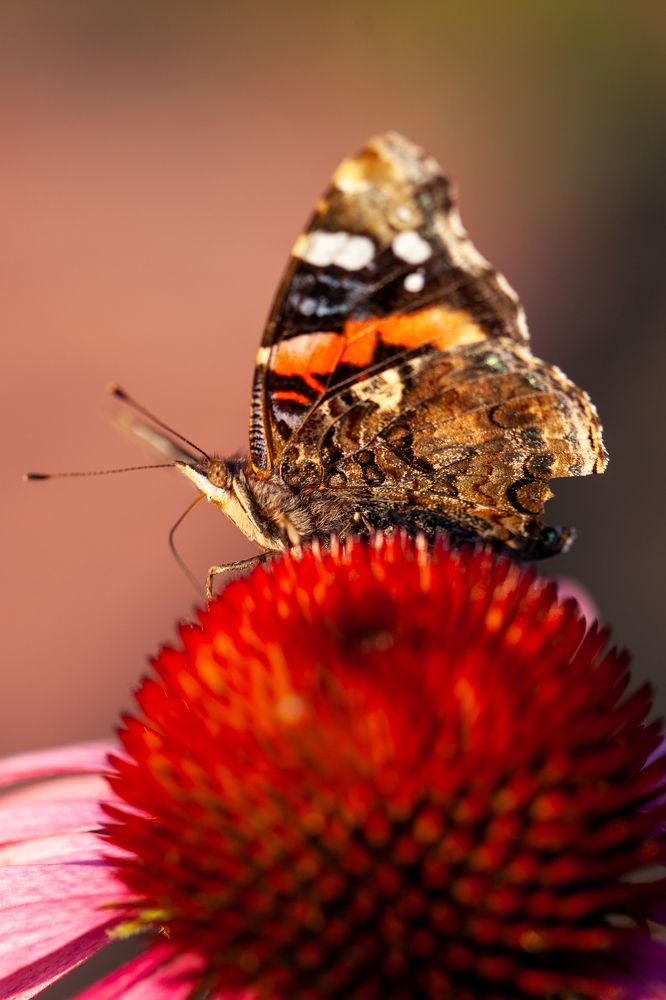 Photograph by Алан Гасымов