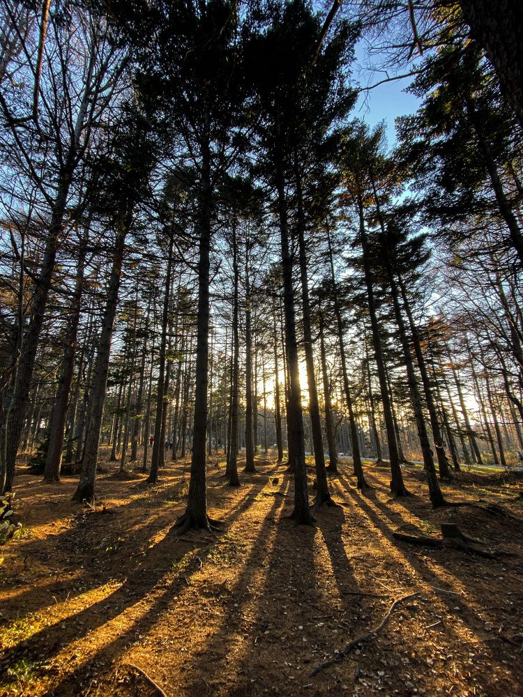 Золотой час в парке. Сахалин/Golden hour in the park. Sakhalin