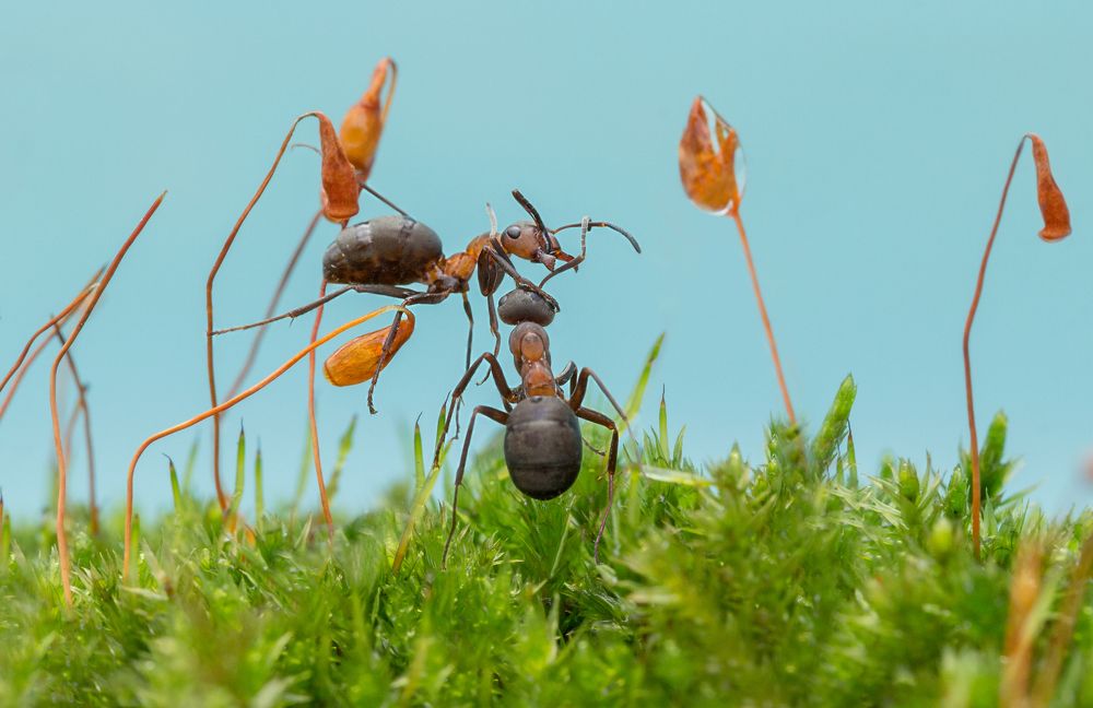 Взаимовыручка