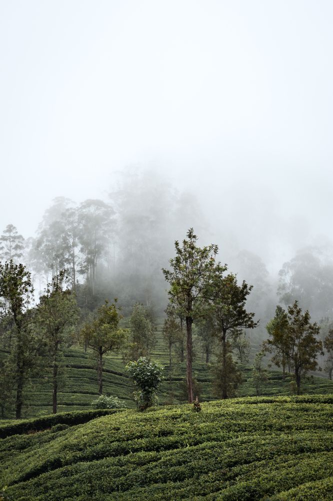 Photograph by Kalpa Chathuranga