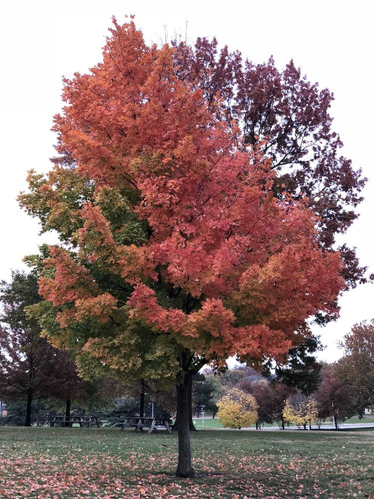 Photograph by Dennis Stern