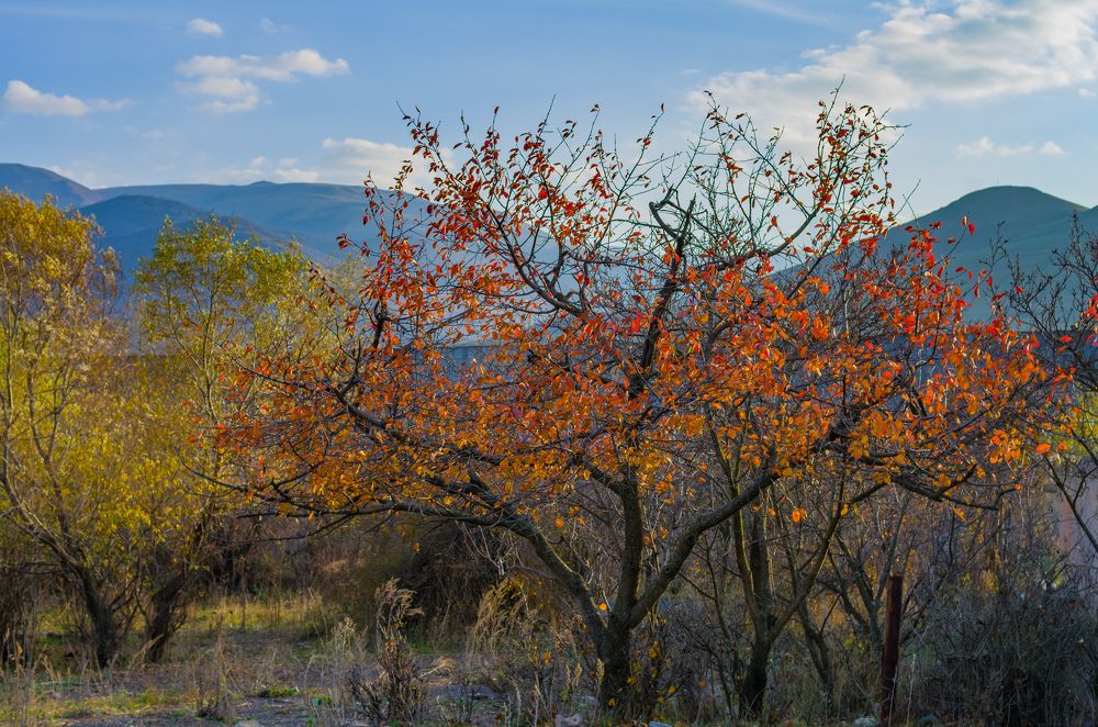 Фотография автора Hovhannes Nersisyan
