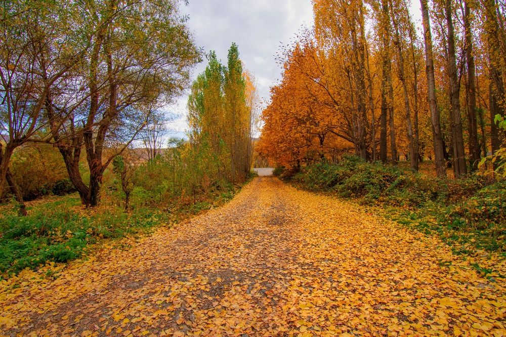 Фотография автора Alipour mohammad