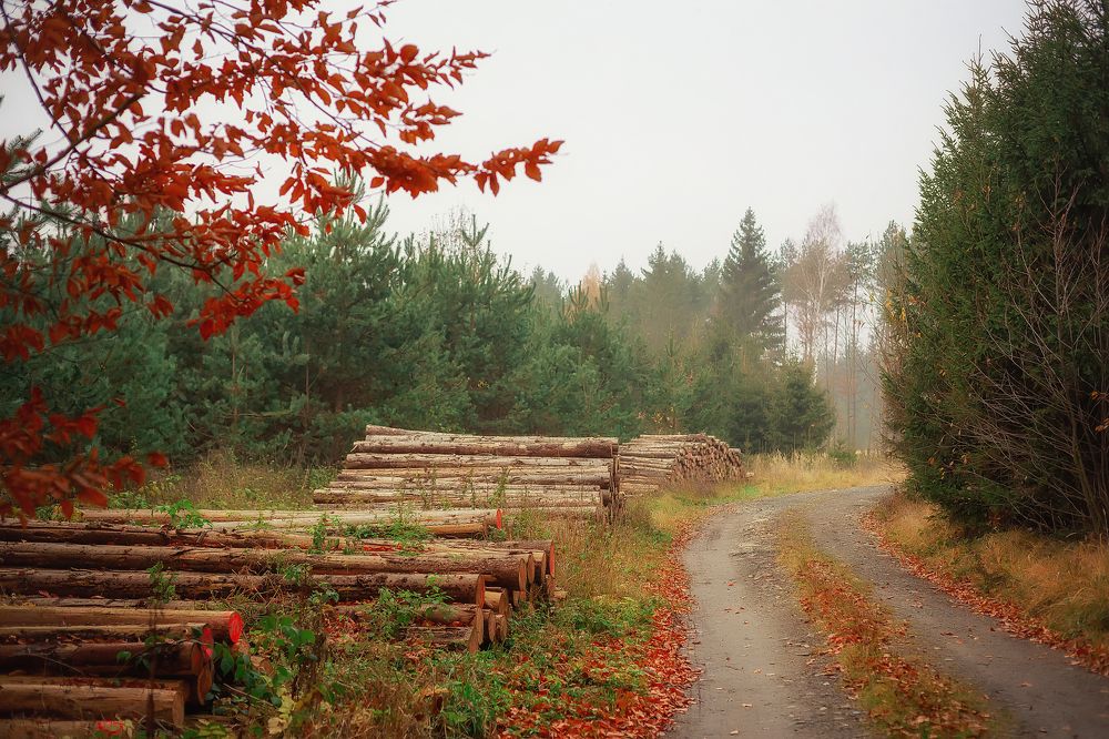 Photograph by Iryna Petrenko