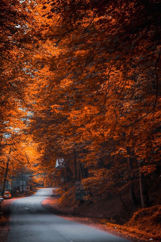 Autumn Road to Infinity