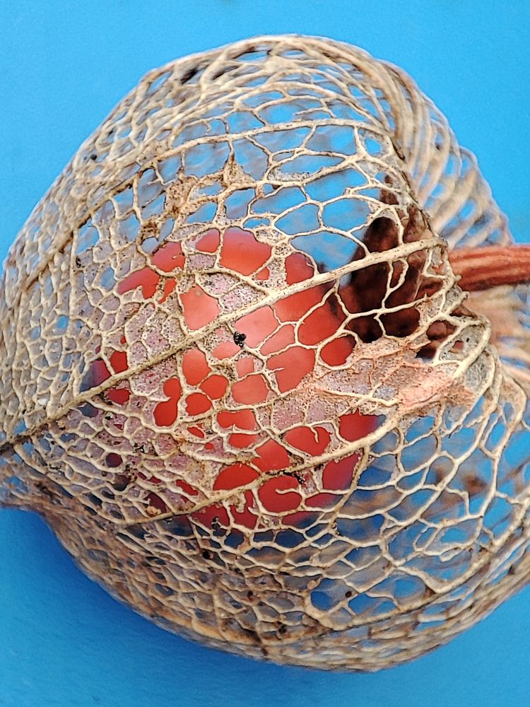 Кружево осени / Autumn Lace