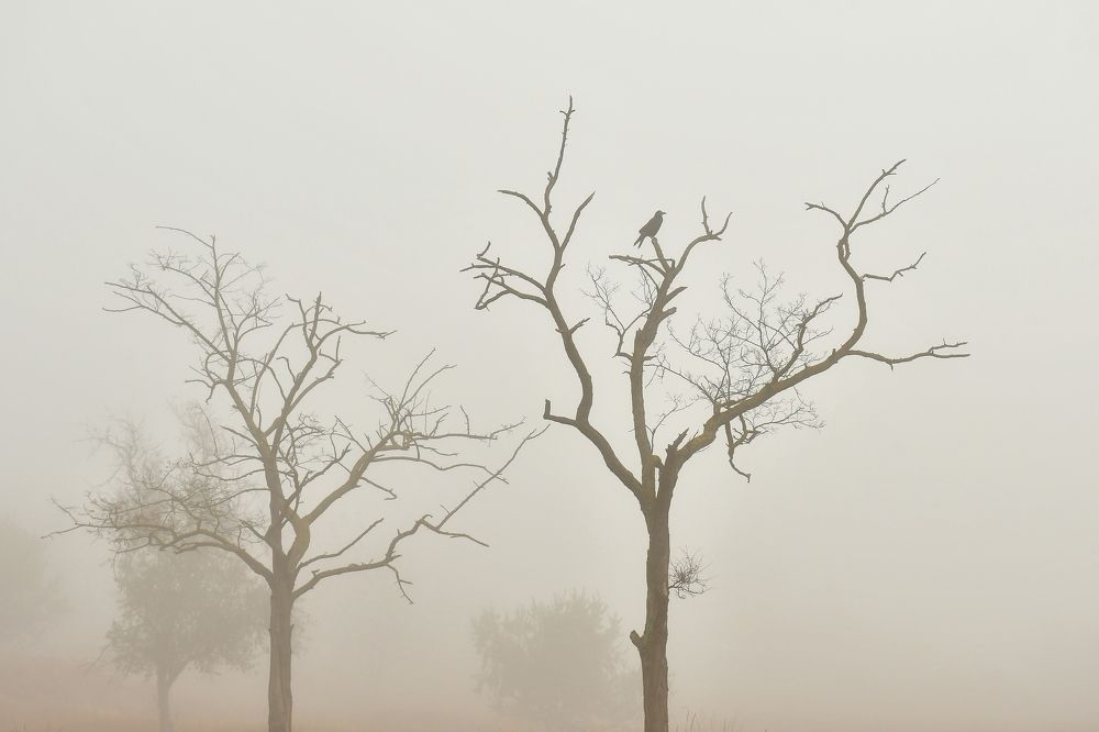 Photograph by Бахарева Людмила