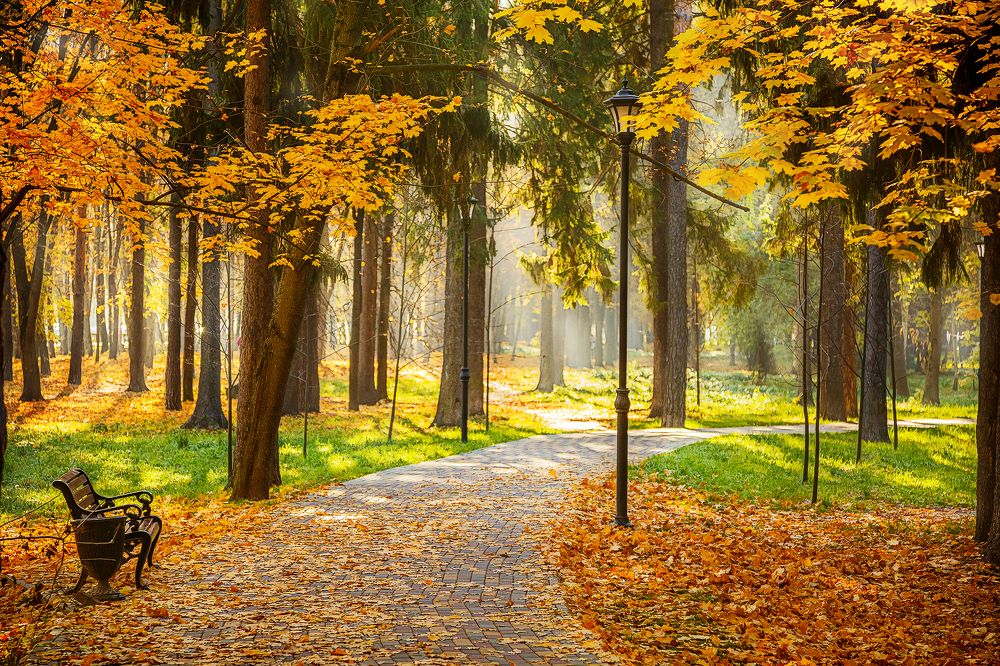 Утро в городском парке