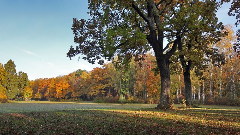 Осеннее утро