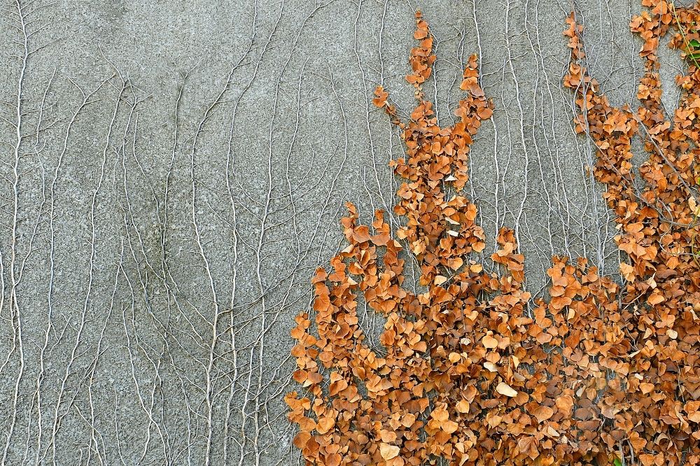 Photograph by Бахарева Людмила