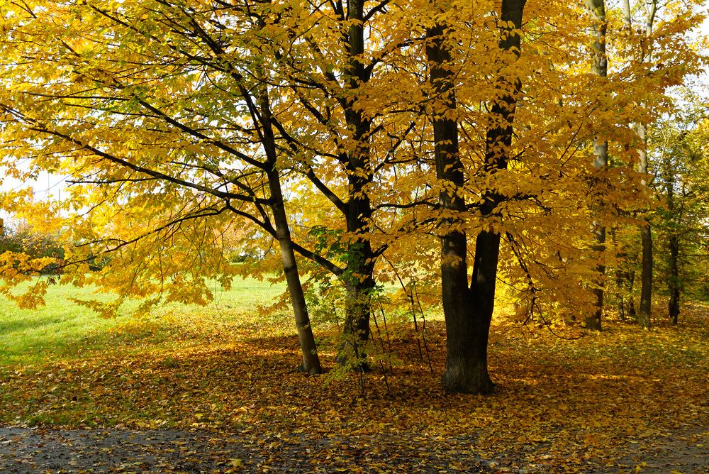 Краски осени