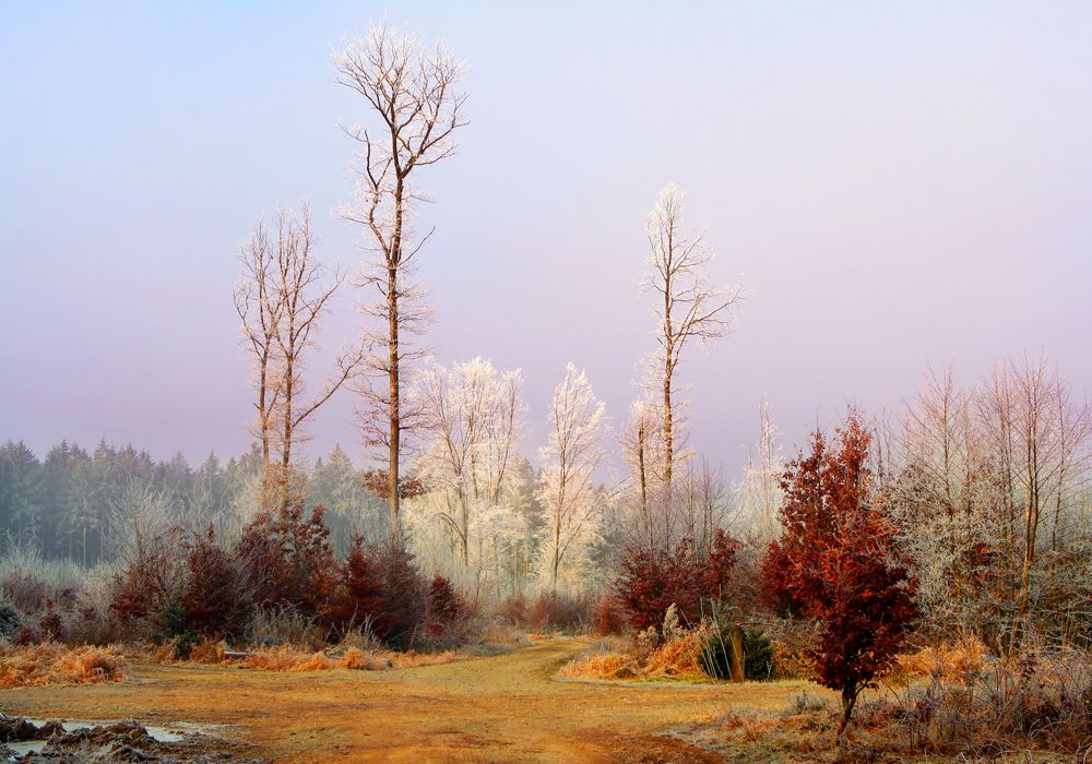 Морозное утро