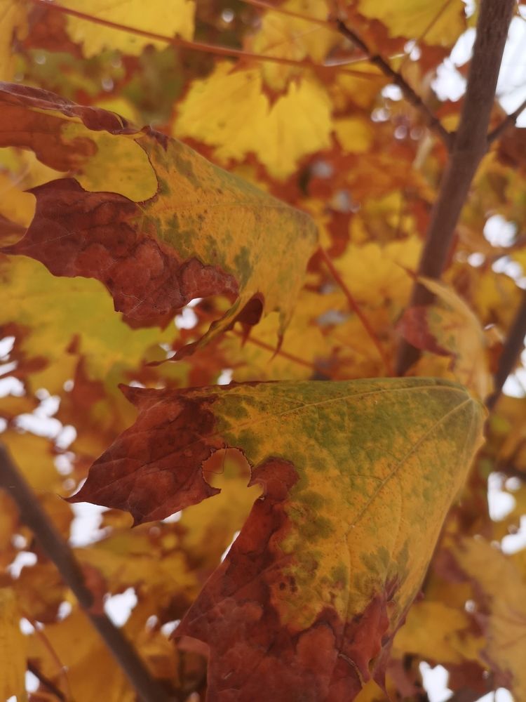 Photograph by Estrella