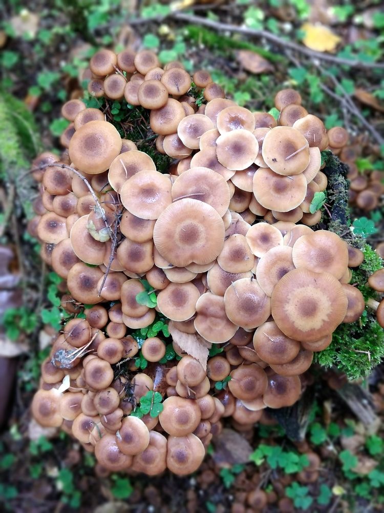 Грибное тело