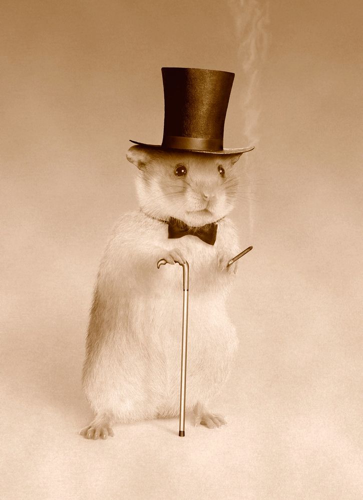 Господин Хомяк