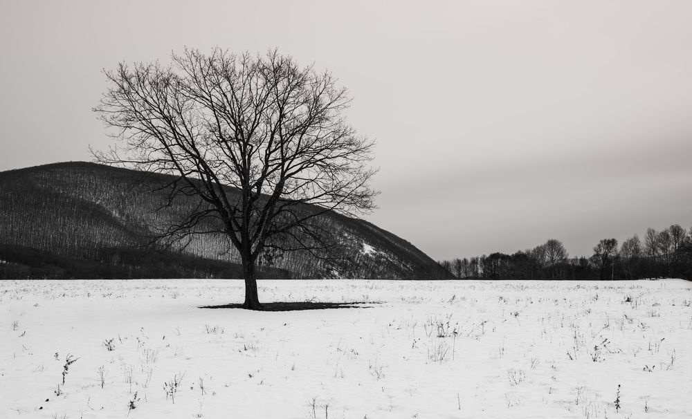 Photograph by Александр Карабас