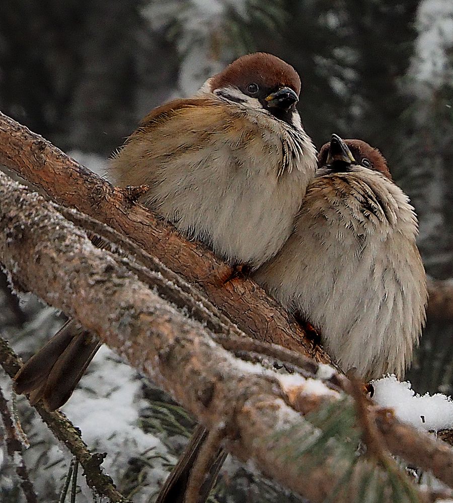 Photograph by Elena Khalizova