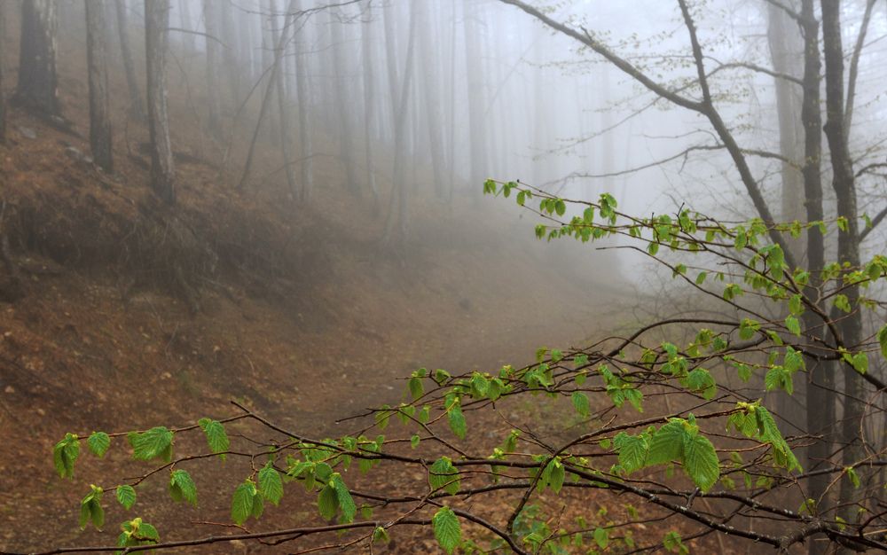 Photograph by Владимир Бочковский