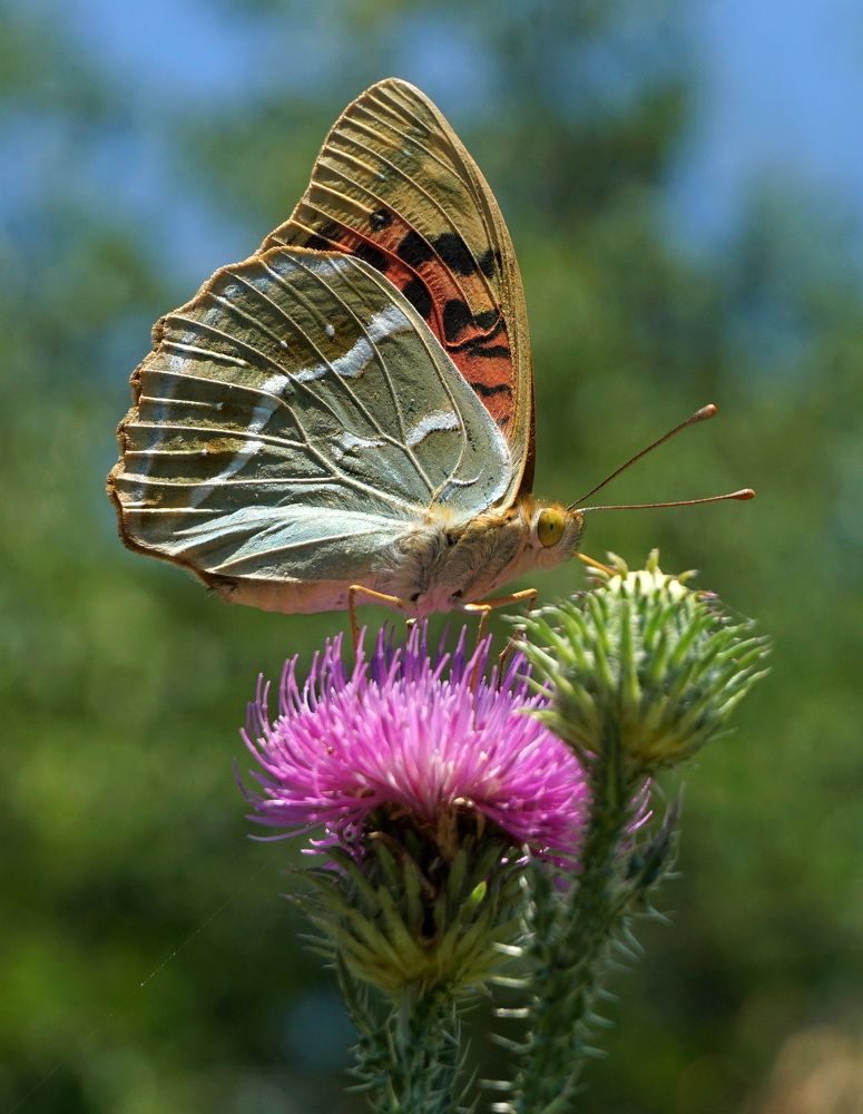 Photograph by Ави Христова