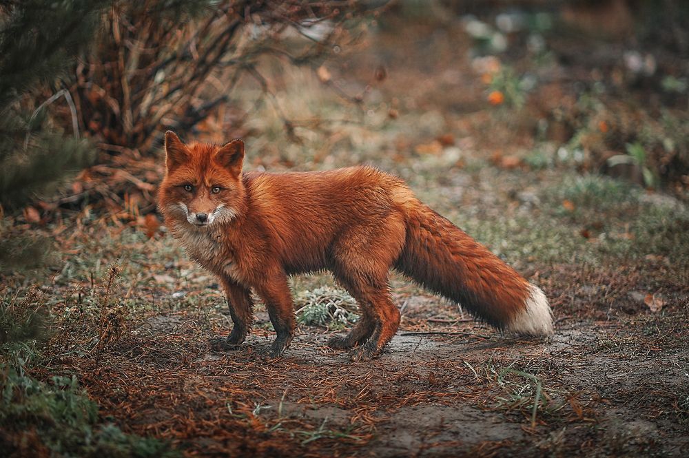 Photograph by Ксения Лысенкова