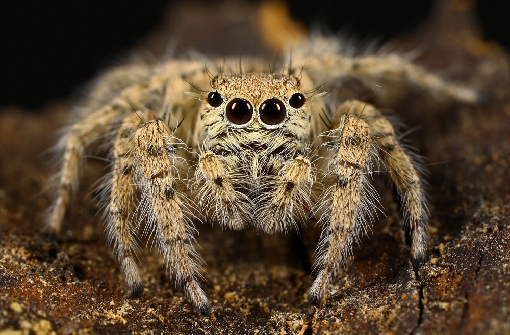 Jumping Spider