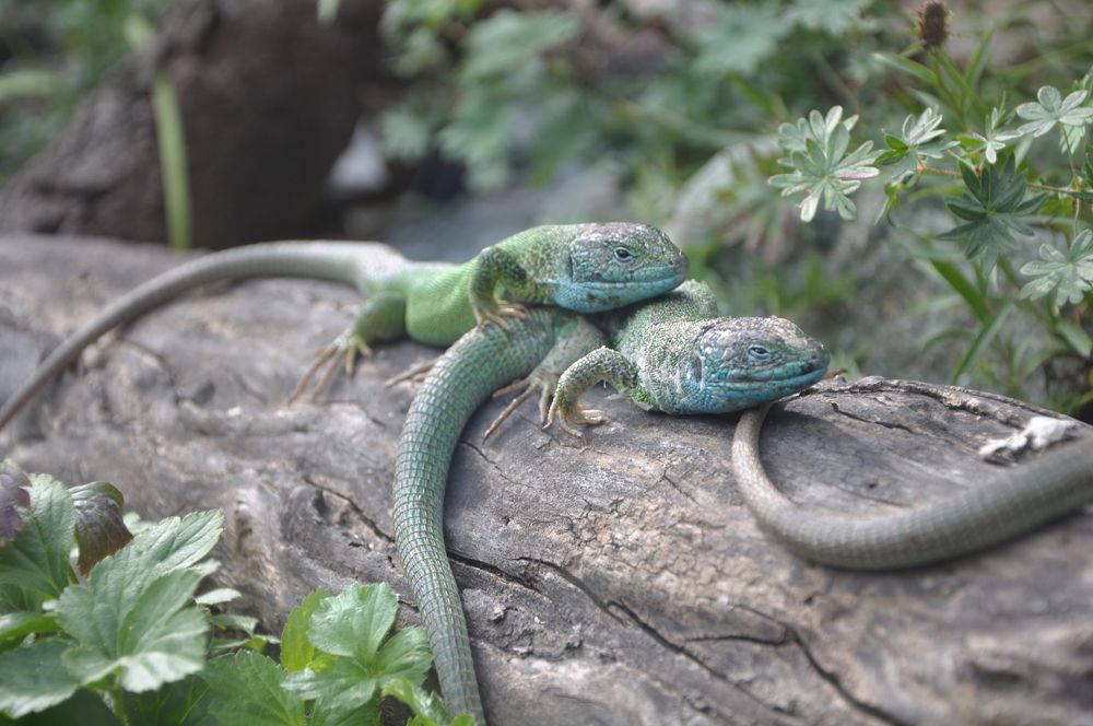 Photograph by Галина Лысых