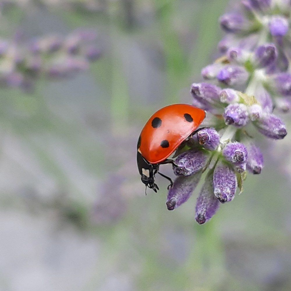 Photograph by Слађана Милојковић