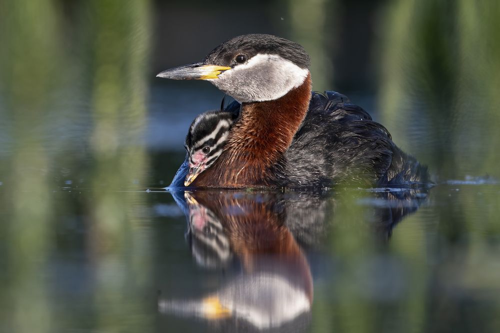 Photograph by Rimantas Stankunas