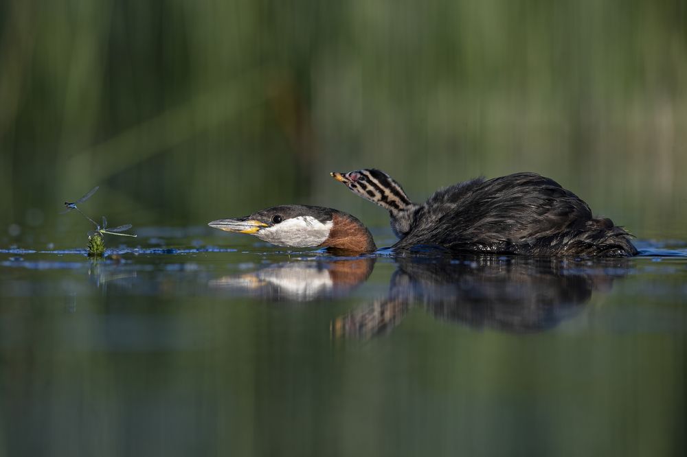Photograph by Rimantas Stankunas