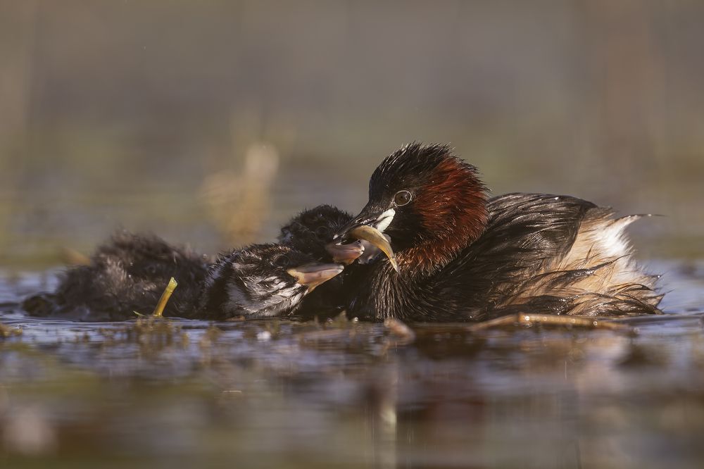Photograph by Rimantas Stankunas