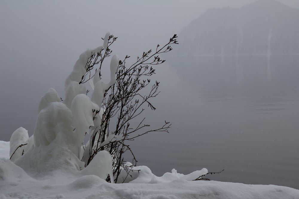 Заледеневший куст на берегу туманного Телецкого озера