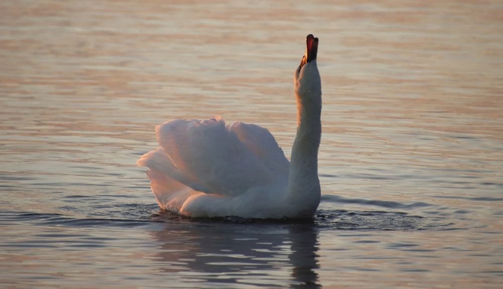 Swan