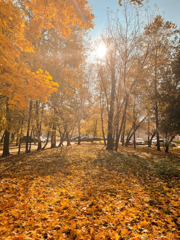 Осеннее солнце