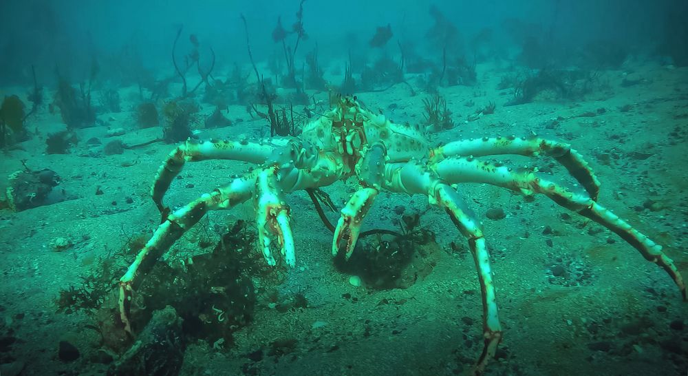 Photograph by Николаева Светлана