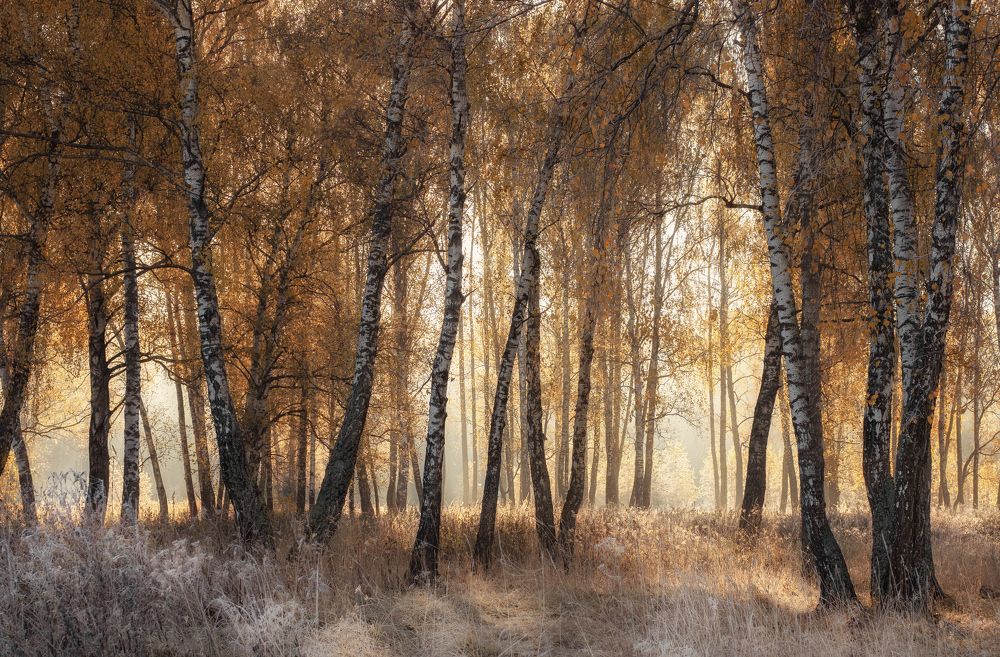 Photograph by Максим Мозжухин