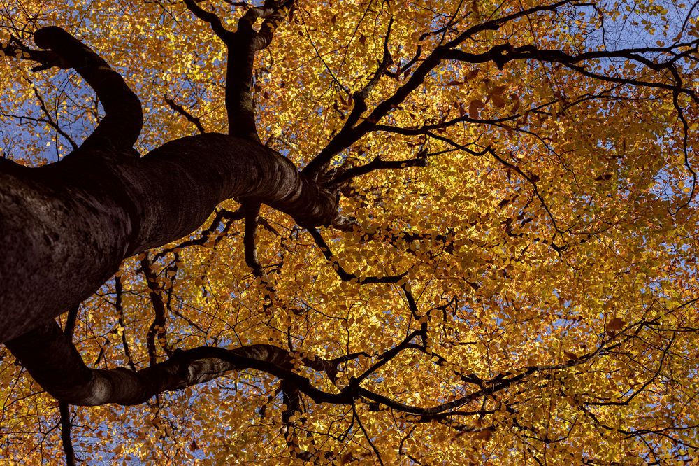 Photograph by Marina Charkina