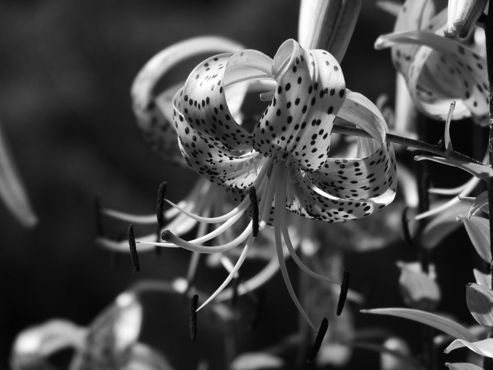 Photograph by Josée Beauchemin