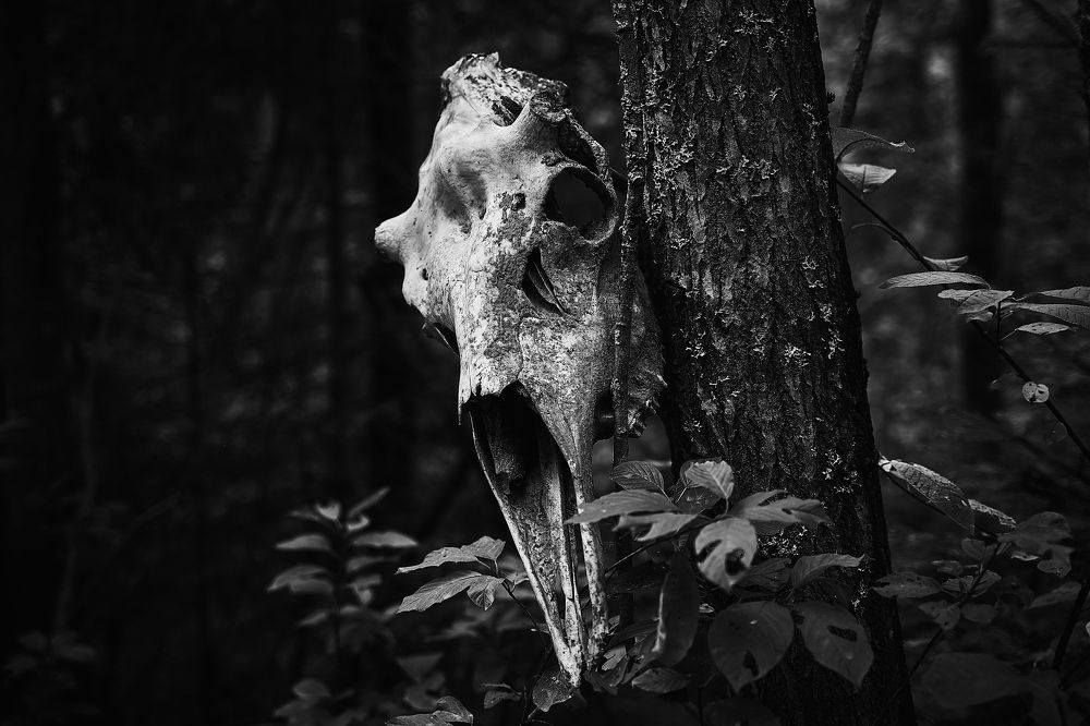 Фотография автора Александр Османов