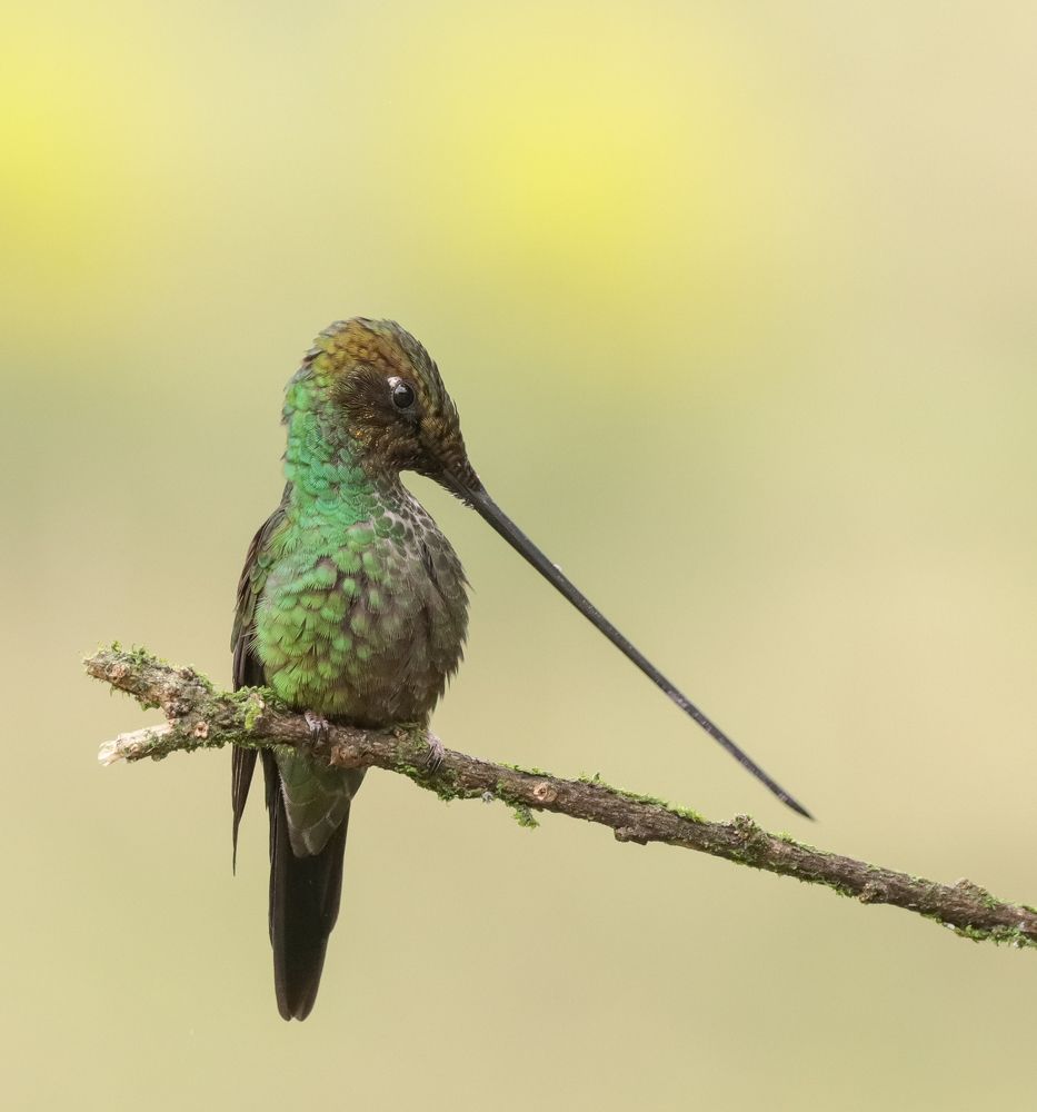 Photograph by Heiler