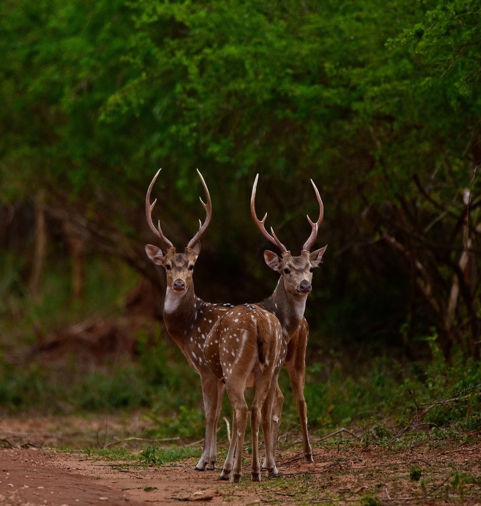 Photograph by Dinasha Alles