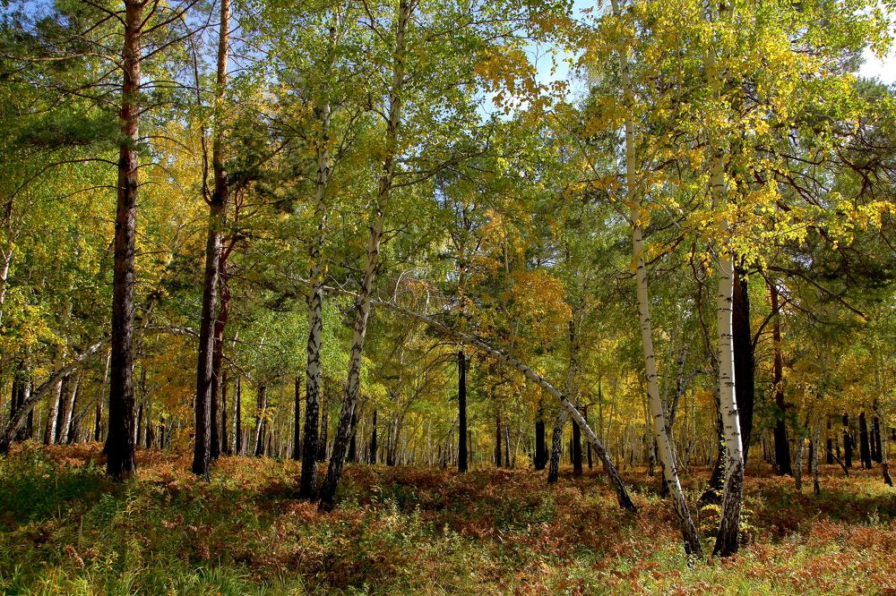 Смешанный лес у Введенского утеса реки Иркут