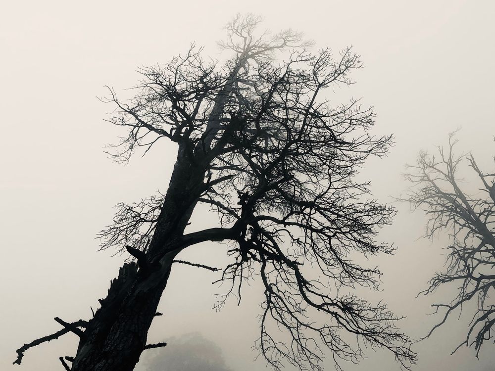 Photograph by Elena Starodvorskaya