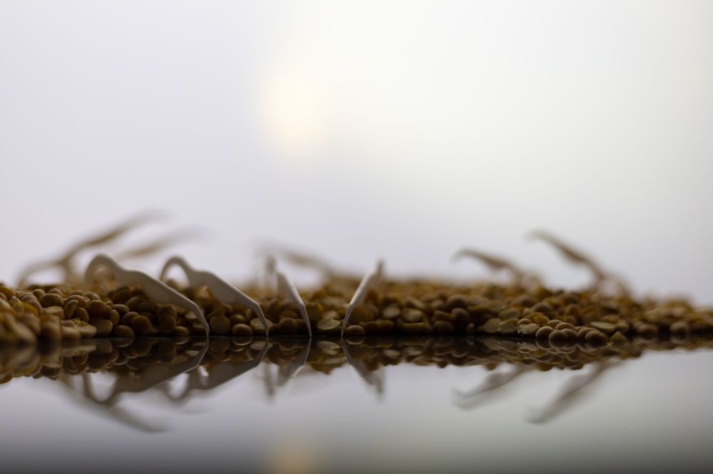 Жизнь диких зубочисток.