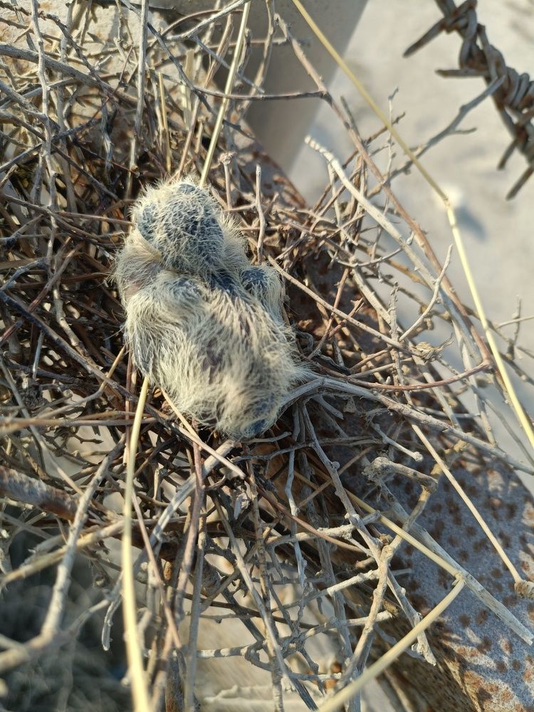 Photograph by Febin Francis