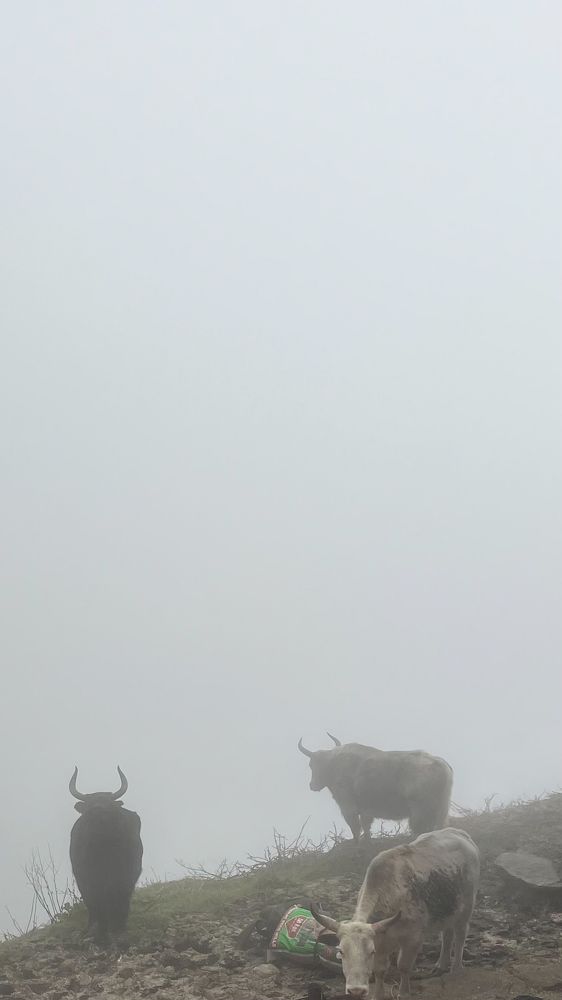 Photograph by Dipayan Singha