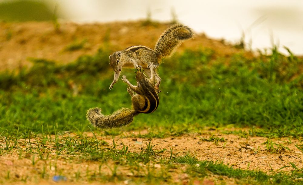 Photograph by Muralitharan M