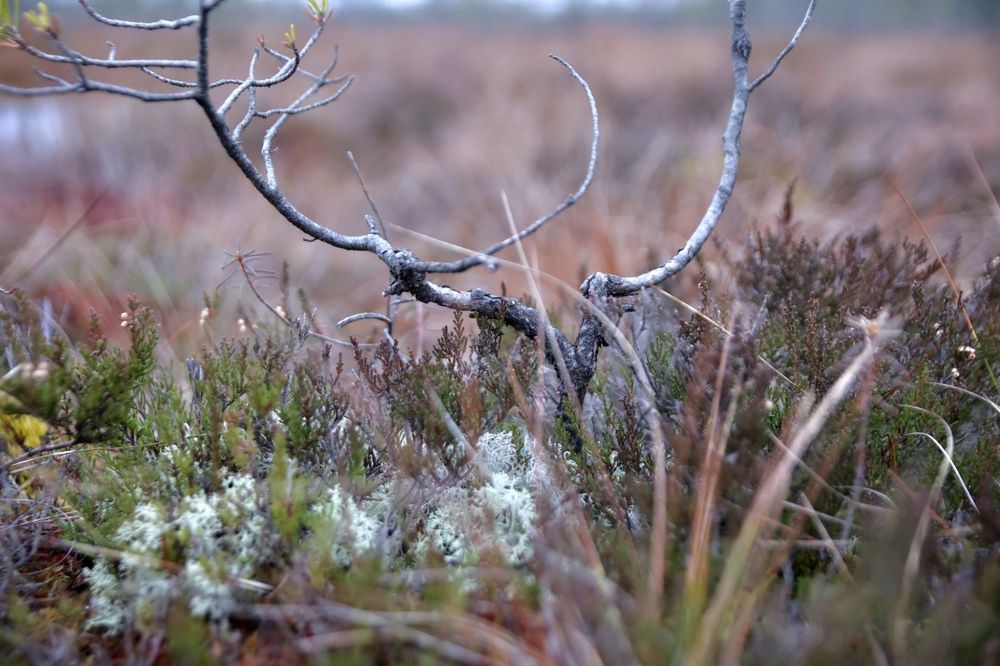Photograph by Ольга Одаренко